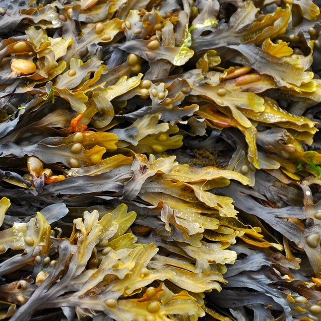Seaweed Absolute