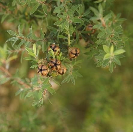 Tea Tree NZ Essential Oil - Certified Organic