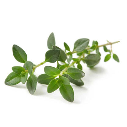 Thyme White Essential Oil