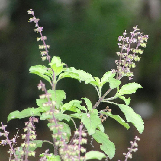 Holy Basil (Tulsi) Essential Oil