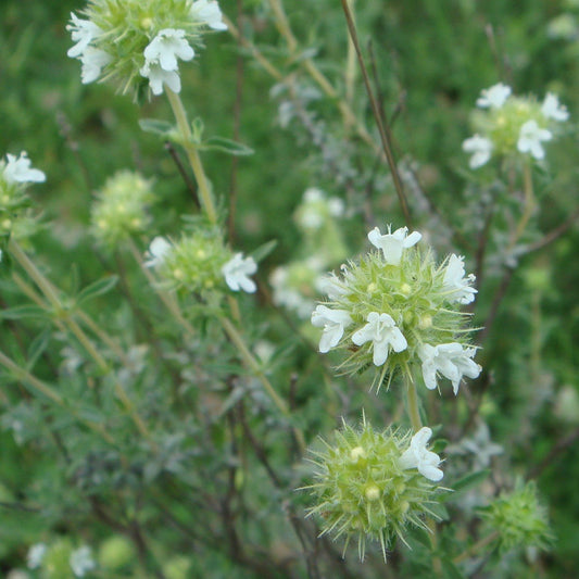 Marjoram Spanish/Wild Essential Oil 50% OFF!