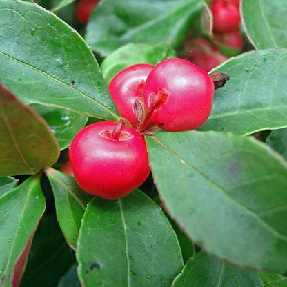 Wintergreen Essential Oil