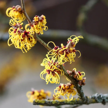 Witch Hazel - Certified Organic