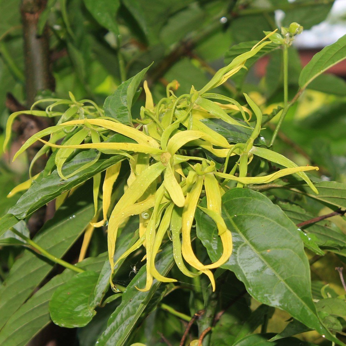 Ylang Ylang Complete Essential Oil - Certified Organic